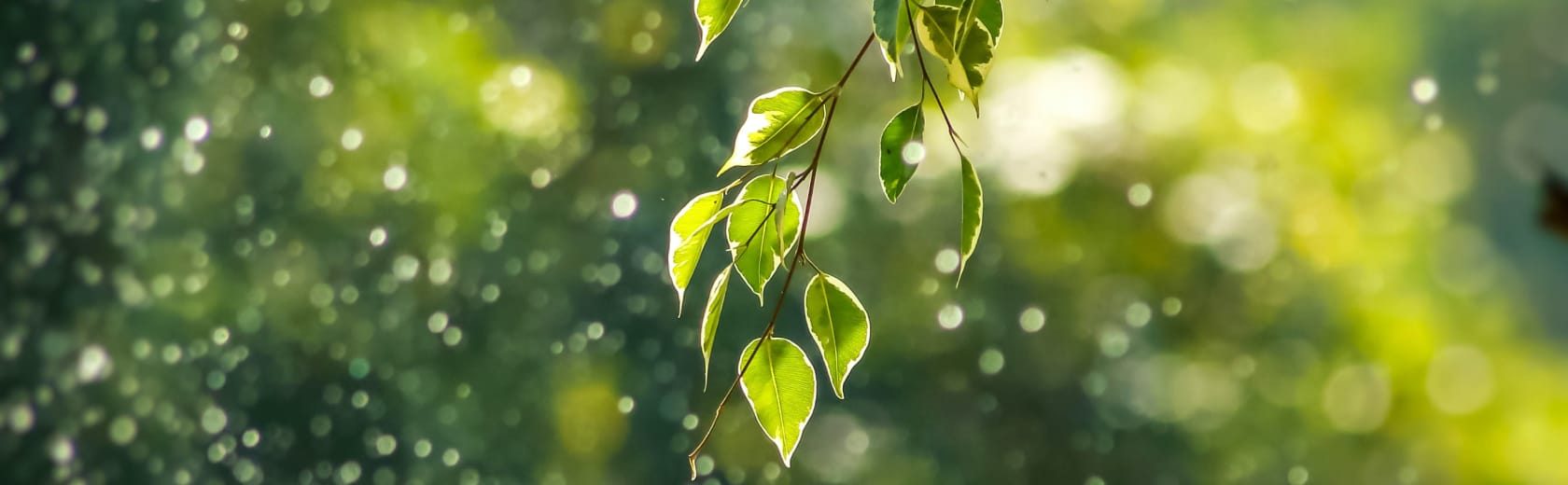 A green lush branch moves in the wind and rain