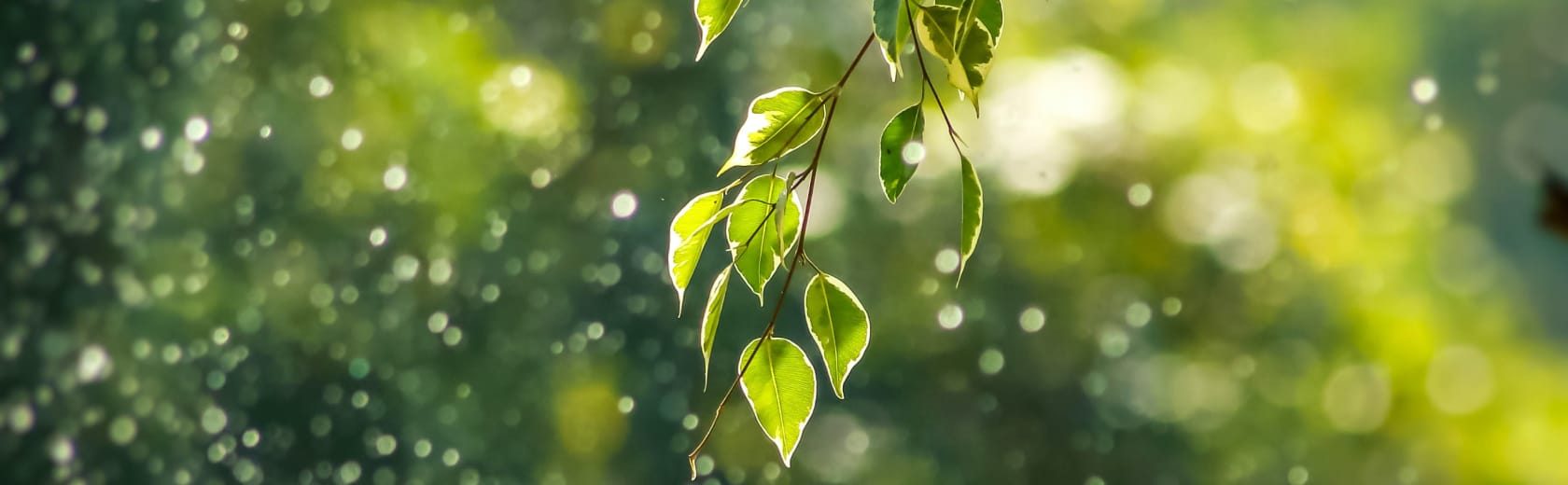 Ein grüner saftiger Zweig bewegt sich durch Wind und Regen